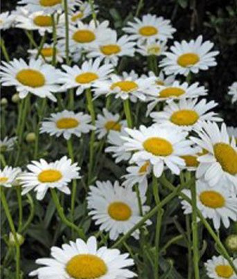 Leucanthemum