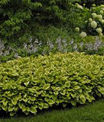Hosta