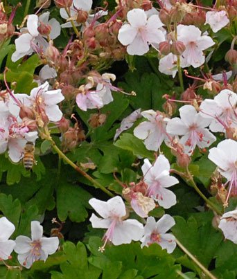 Geranium
