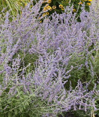 Perovskia atriplicifolia Image
