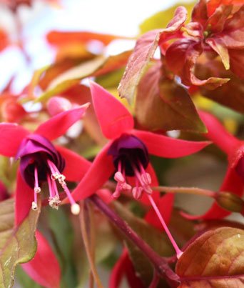 Fuchsia