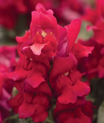 Snapdragon
