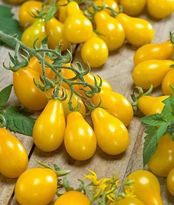 Tomato