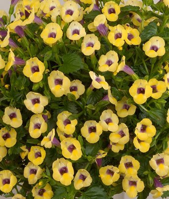 Torenia