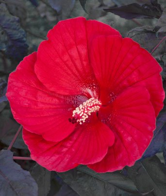Hibiscus