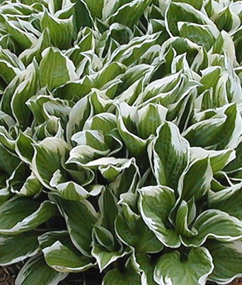 Hosta