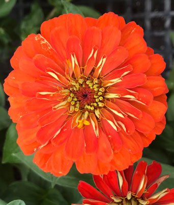 Zinnia