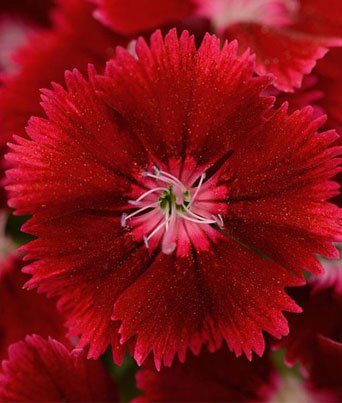 Dianthus