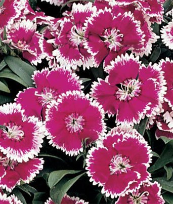 Dianthus