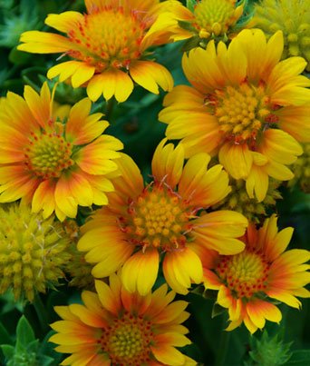 Gaillardia