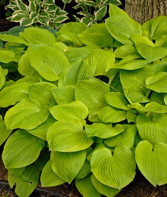 Hosta