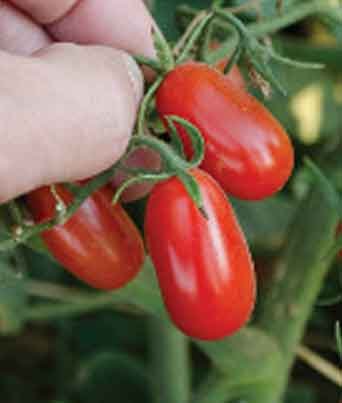 Tomato