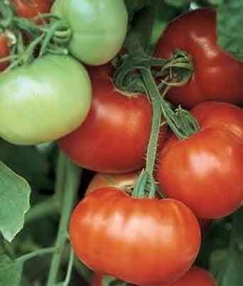 Tomato