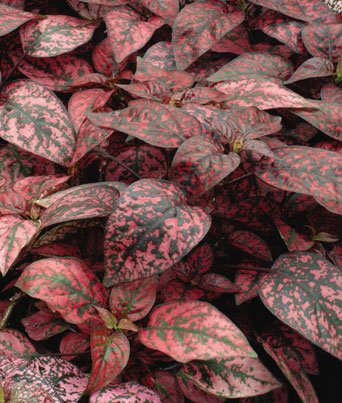 Hypoestes