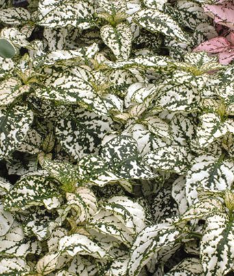 Hypoestes