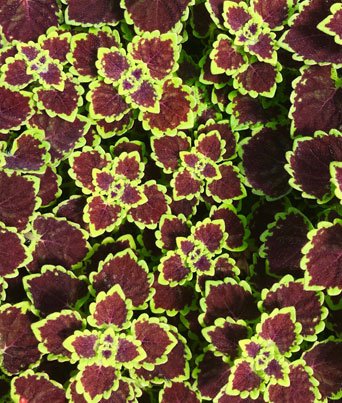Coleus