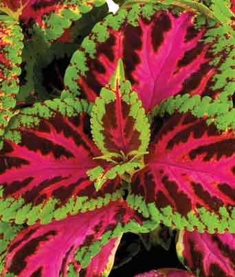 Coleus