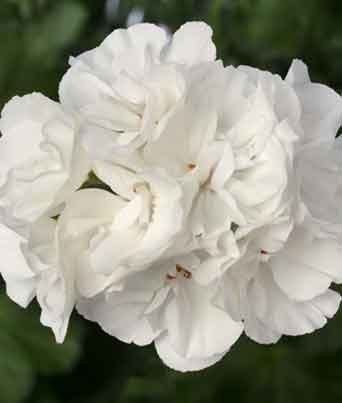 Geranium