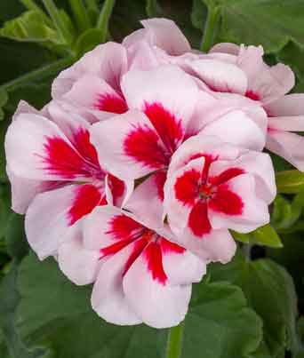 Geranium