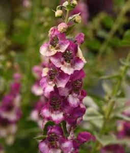 Angelonia 
