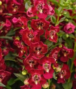 Angelonia 