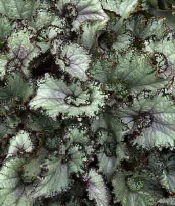 Begonia