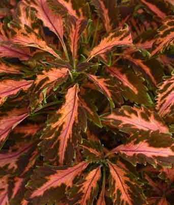 Coleus
