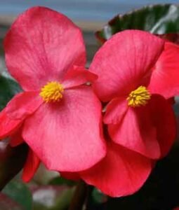 Begonia Viking™ Explorer Series Image