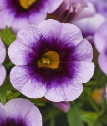 Calibrachoa