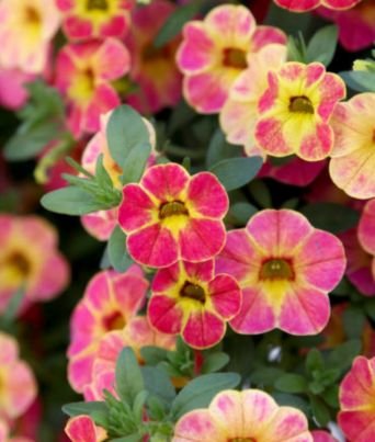 Calibrachoa