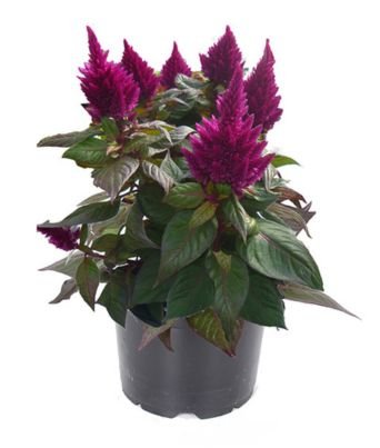Celosia