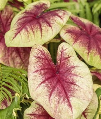 Caladium