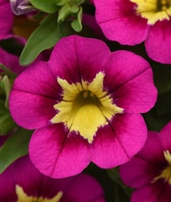 Calibrachoa