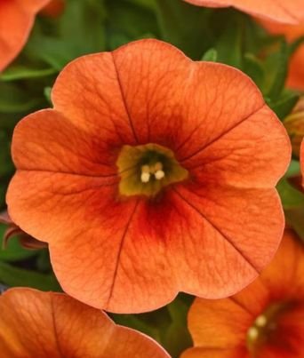 Calibrachoa