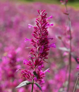 Agastache Zuni Image