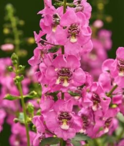 Angelonia 
