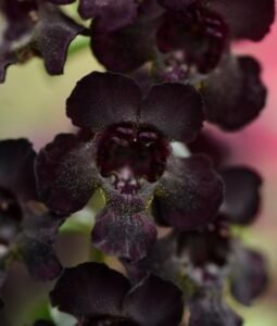 Angelonia 