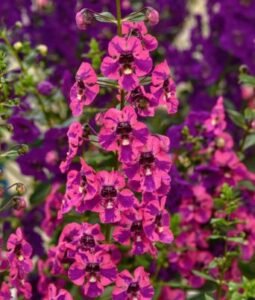Angelonia 