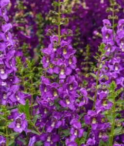 Angelonia 