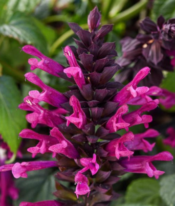 Salvia