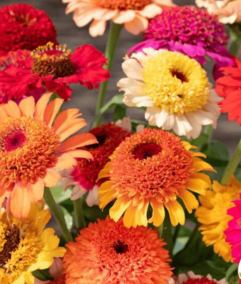 Zinnia