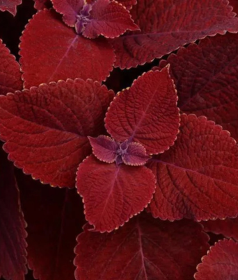 Coleus